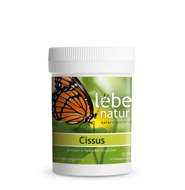 lebe natur® Cissus 90er