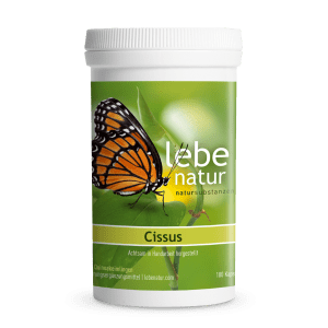 lebe natur® Cissus 180er