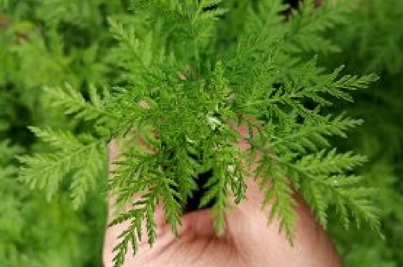 Für alles ist ein Kraut gewachsen- Artemisia Annua – Königin der Pflanzen